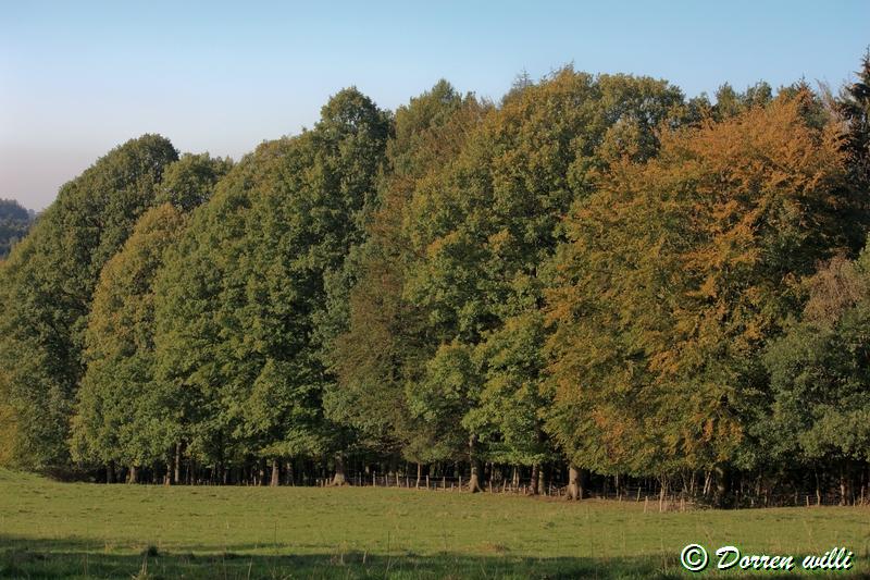 promenade sur les fagnes et alentours ( jalhay ) le 16-oct-2011 Dpp_jalhay---16-o...1---0034-2dd70a0