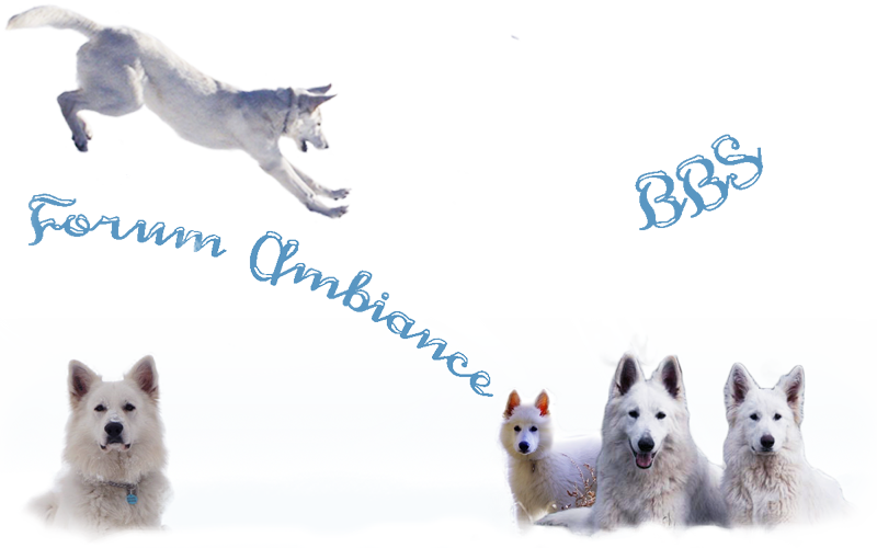 forum du berger blanc suisse : ambiance bbs Forum Index