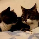http://img70.xooimage.com/files/a/2/8/chats-qui-parlent...-paroles-2e0adad.jpg