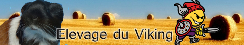 Elevage des Cobayes du Viking